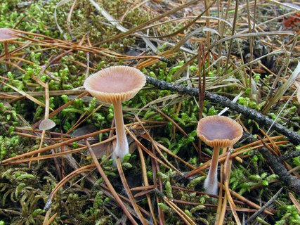 Gymnopus hybridus MVK 20071027-01