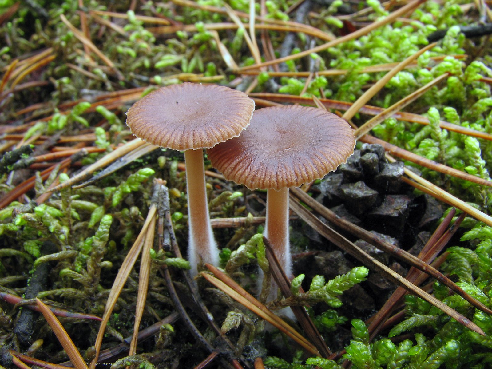 Gymnopus hybridus MVK 20071027-02