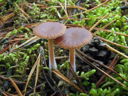 Gymnopus hybridus MVK 20071027-02