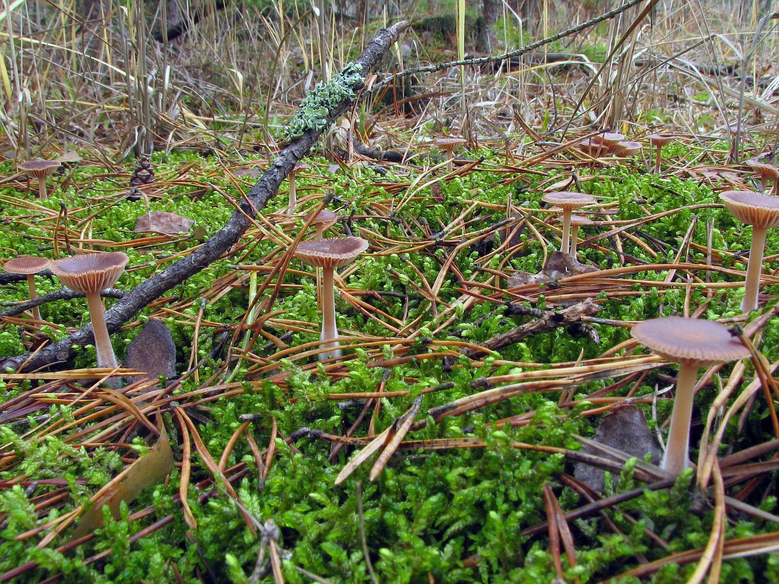 Gymnopus hybridus MVK 20071027-03