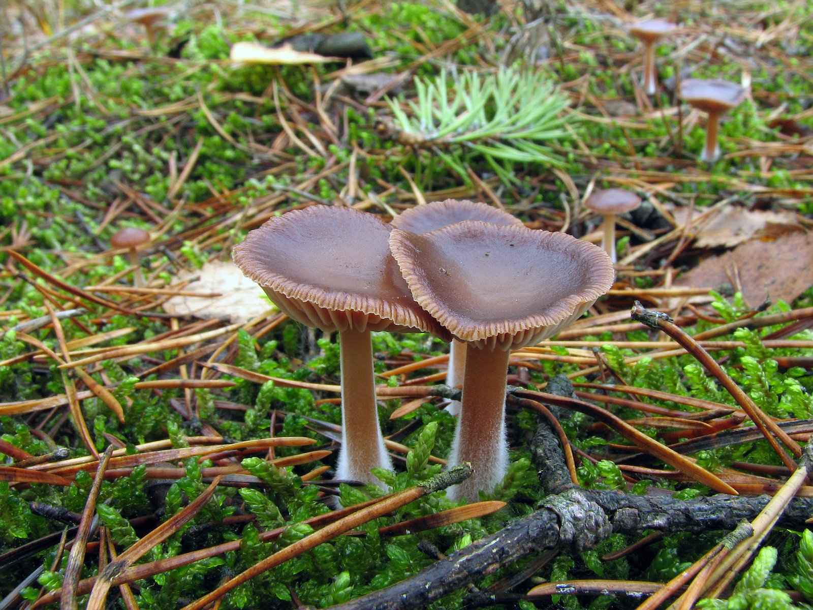 Gymnopus hybridus MVK 20071027-04