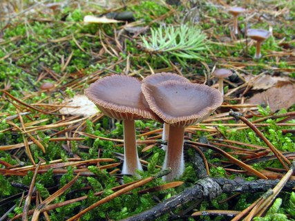 Gymnopus hybridus MVK 20071027-04