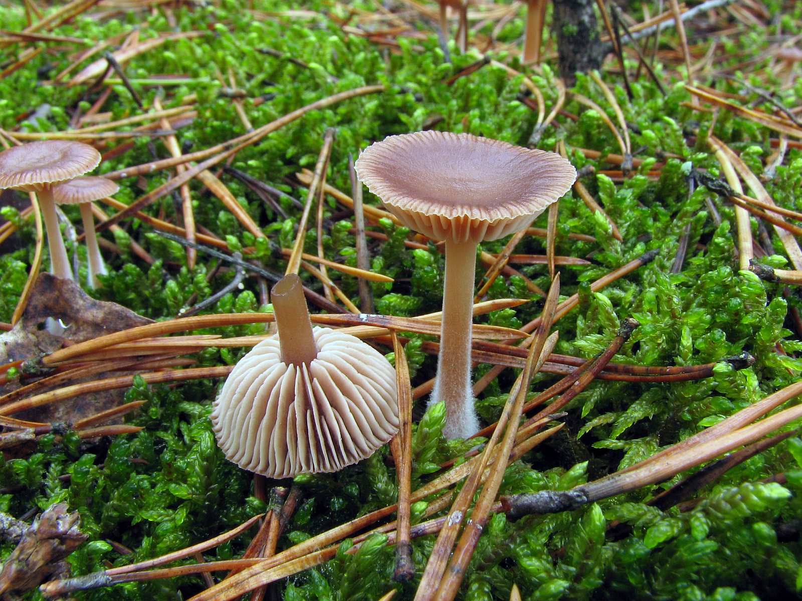 Gymnopus hybridus MVK 20071027-05