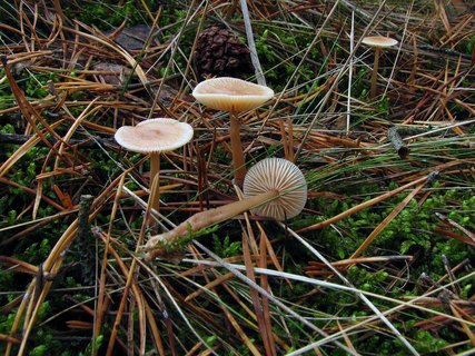 Gymnopus hybridus MVK 20071027-06