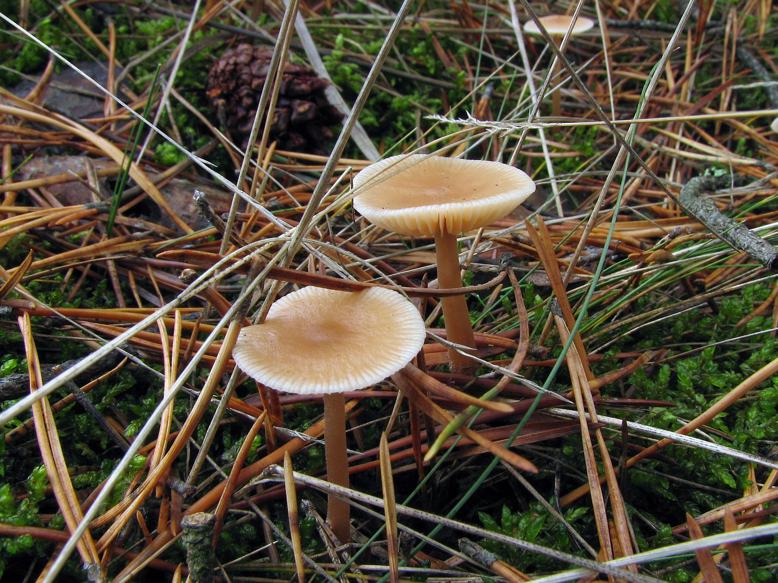 Gymnopus hybridus MVK 20071027-07