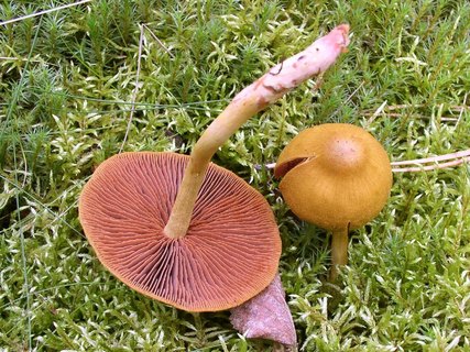 Cortinarius semisanguineus