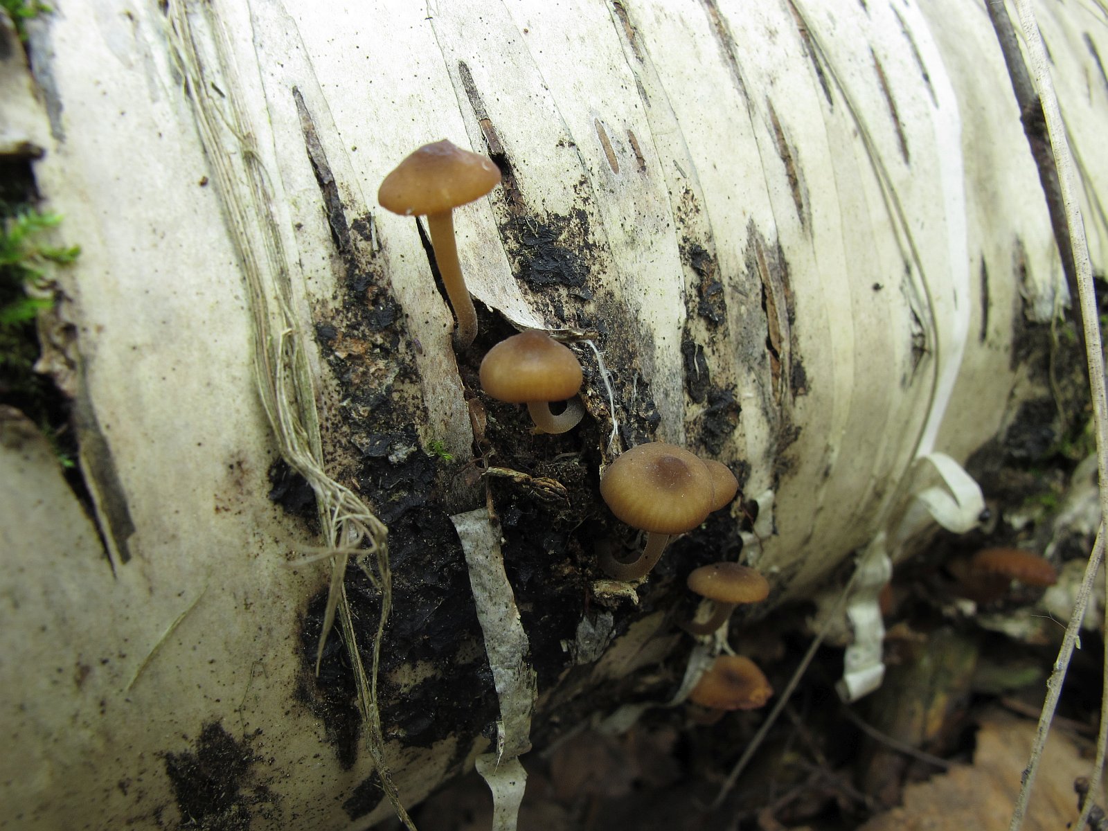 Hydropus marginellus
