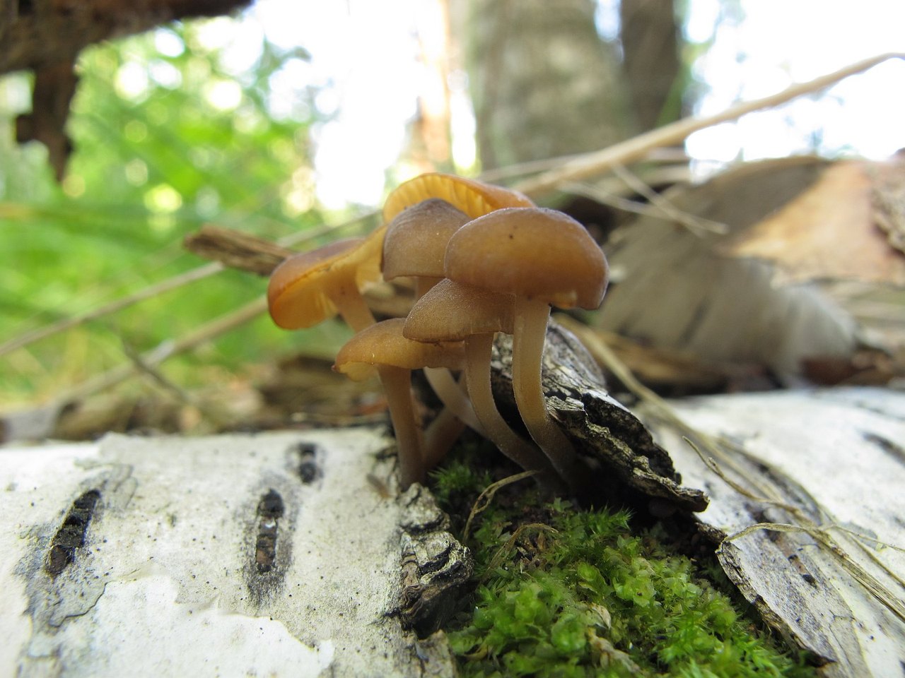 Hydropus marginellus