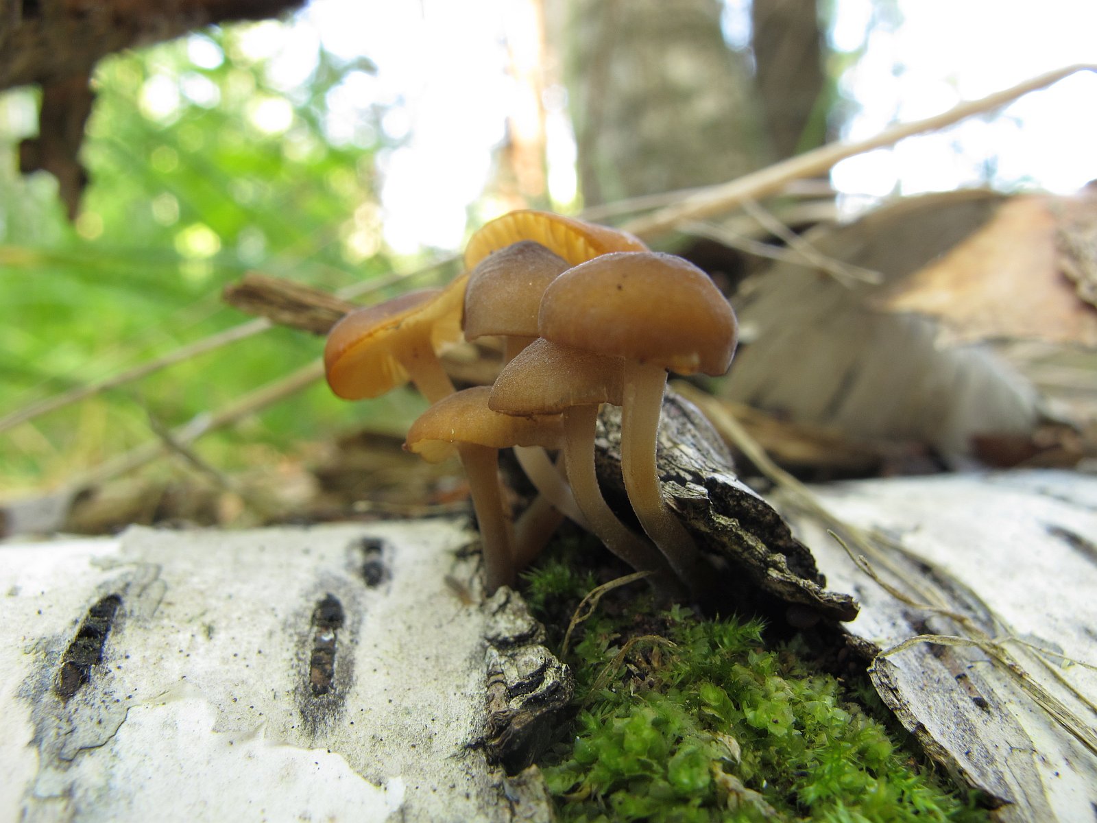 Hydropus marginellus