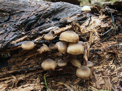 Hydropus marginellus