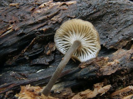 Hydropus marginellus