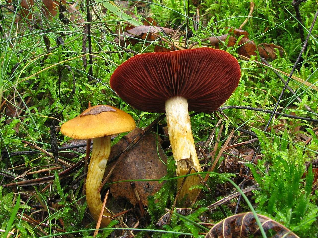 Cortinarius semisanguineus