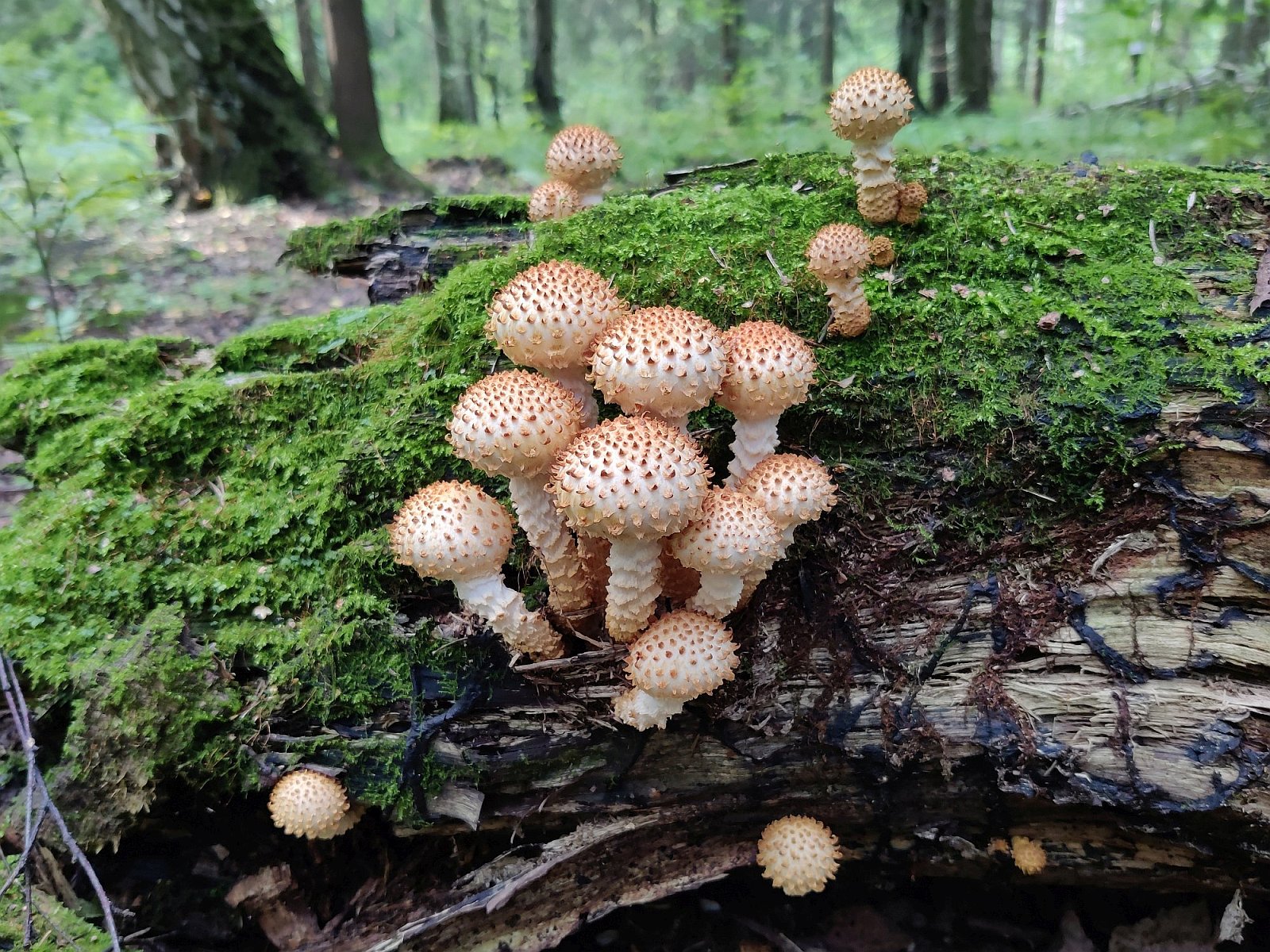 Pholiota squarrosoides MVK 20210829-02