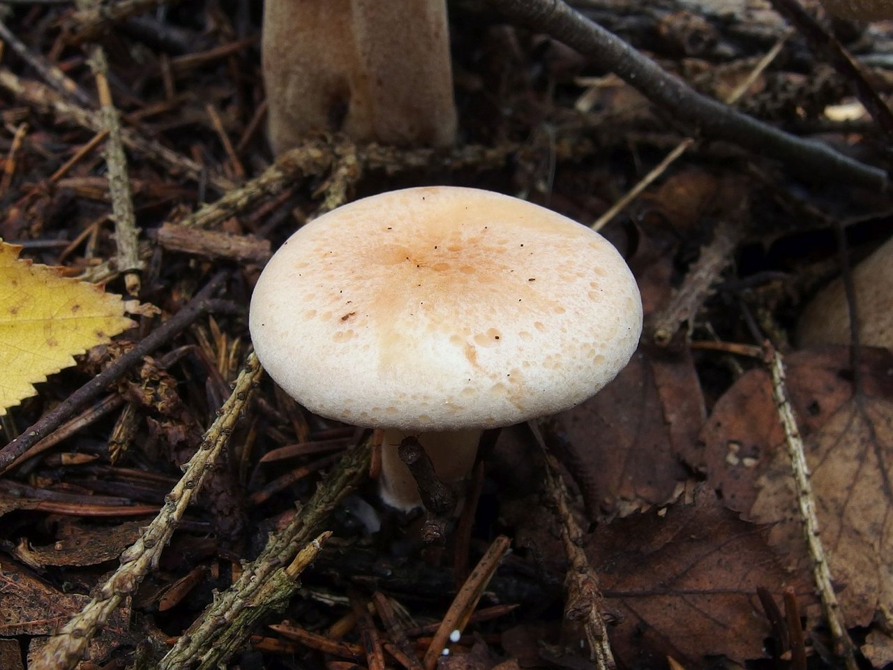 Paralepista
