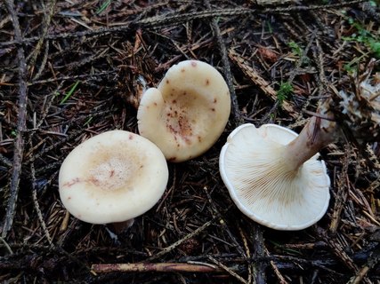 Paralepista gilva – Говорушка буро-жёлтая