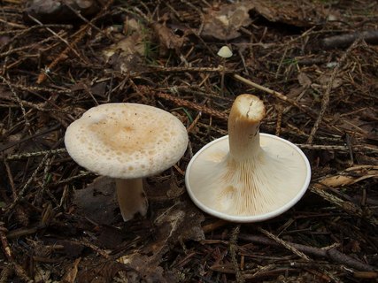 Paralepista gilva – Говорушка буро-жёлтая