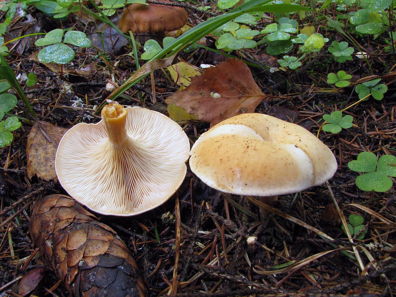 Paralepista gilva – Говорушка буро-жёлтая