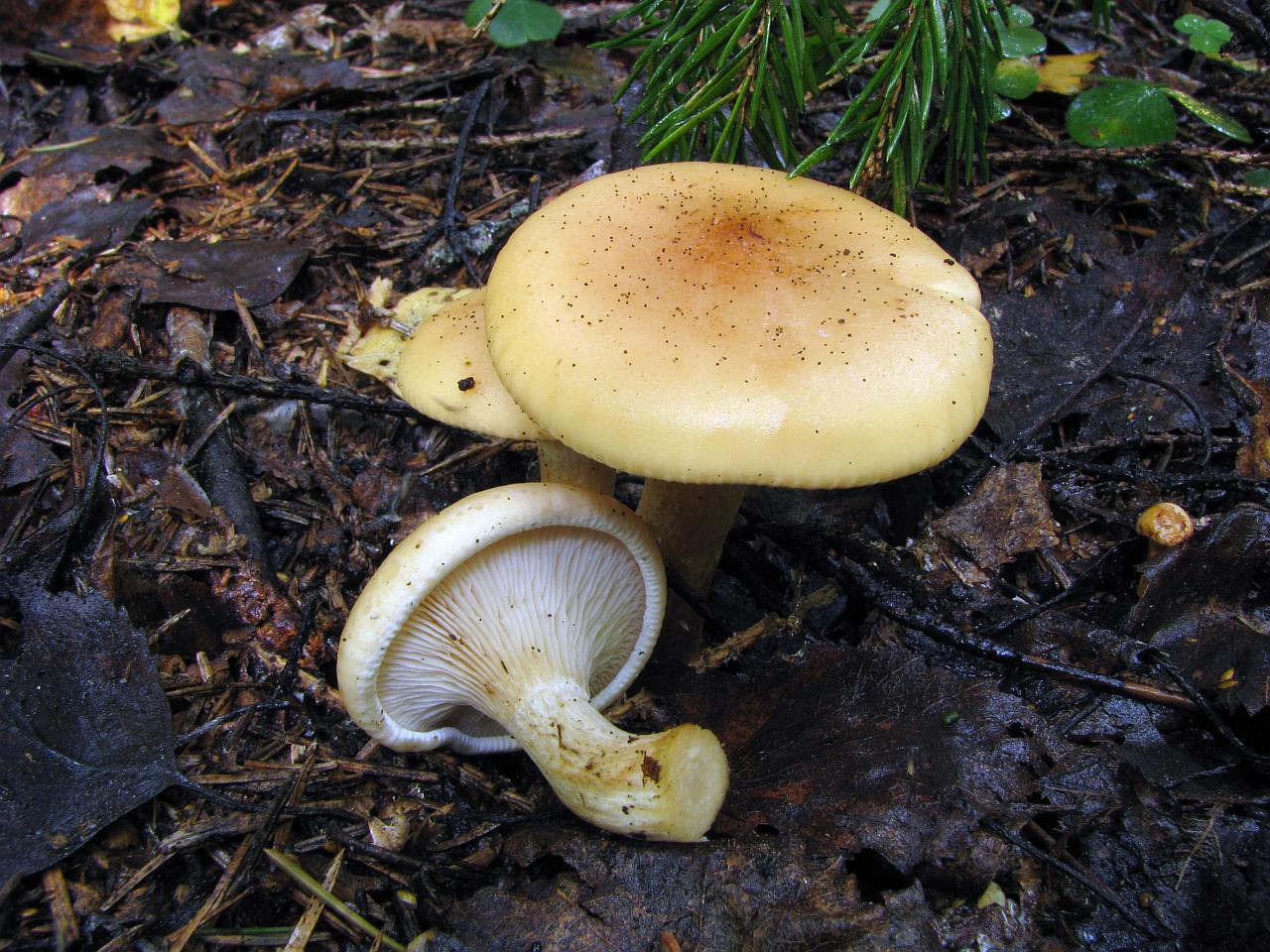 Paralepista gilva – Говорушка буро-жёлтая