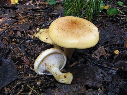 Paralepista gilva – Говорушка буро-жёлтая