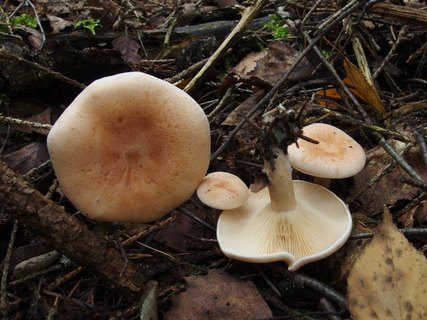 Paralepista gilva – Говорушка буро-жёлтая