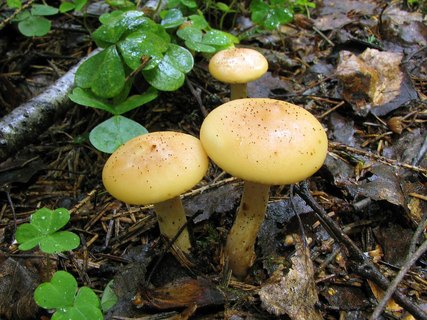 Paralepista gilva – Говорушка буро-жёлтая