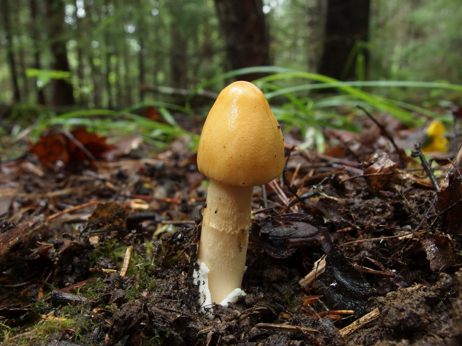 Amanita crocea – Поплавок шафрановый
