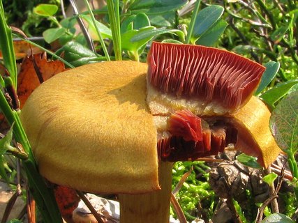 Cortinarius semisanguineus