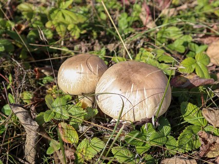 Agaricus xanthodermus – Шампиньон желтокожий