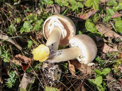 Agaricus xanthodermus – Шампиньон желтокожий