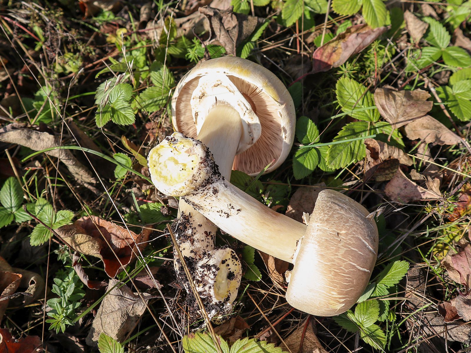 Agaricus xanthodermus – Шампиньон желтокожий