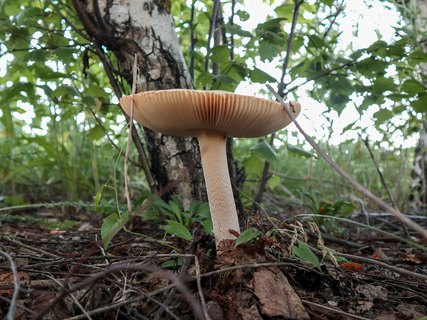 Amanita flavescens – Поплавок желтеющий