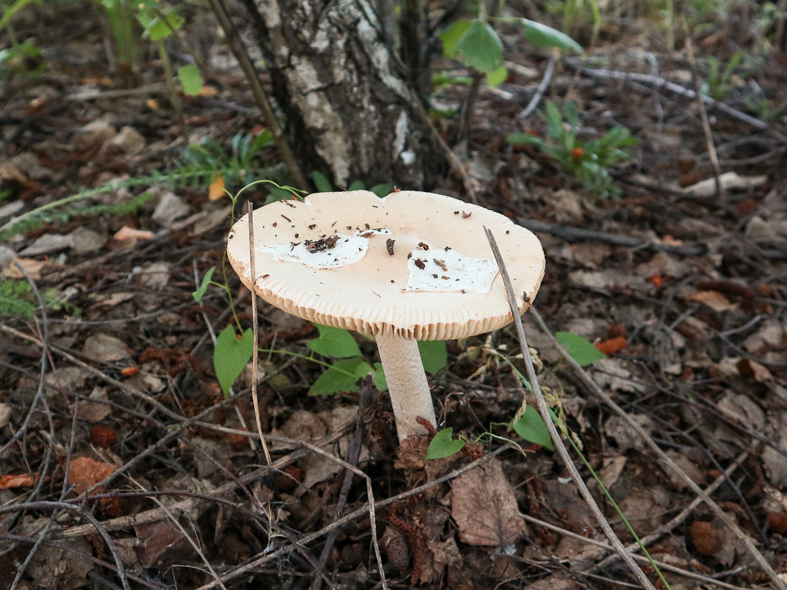 Amanita flavescens – Поплавок желтеющий