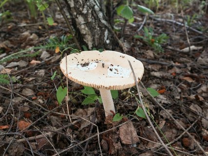 Amanita flavescens – Поплавок желтеющий