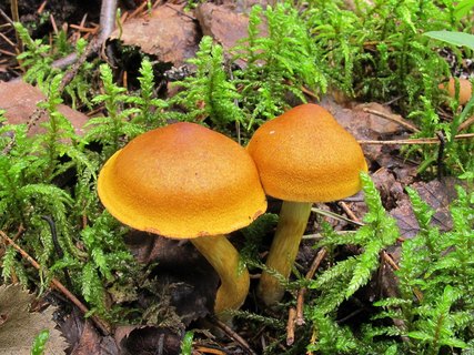 Cortinarius semisanguineus