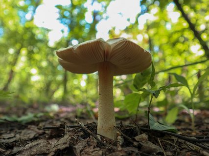 Amanita flavescens – Поплавок желтеющий
