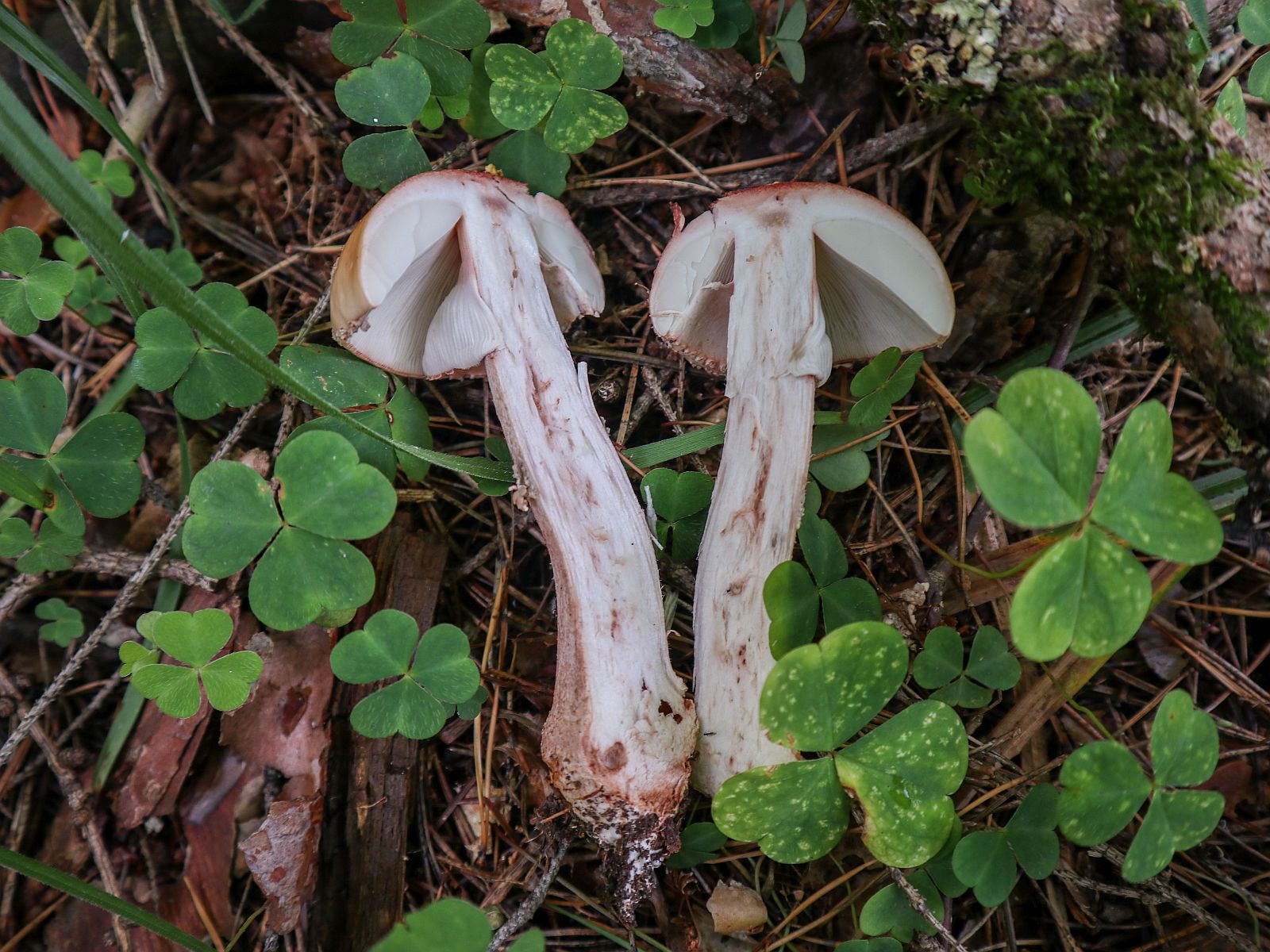 Amanita rubescens – Мухомор краснеющий (серо-розовый)