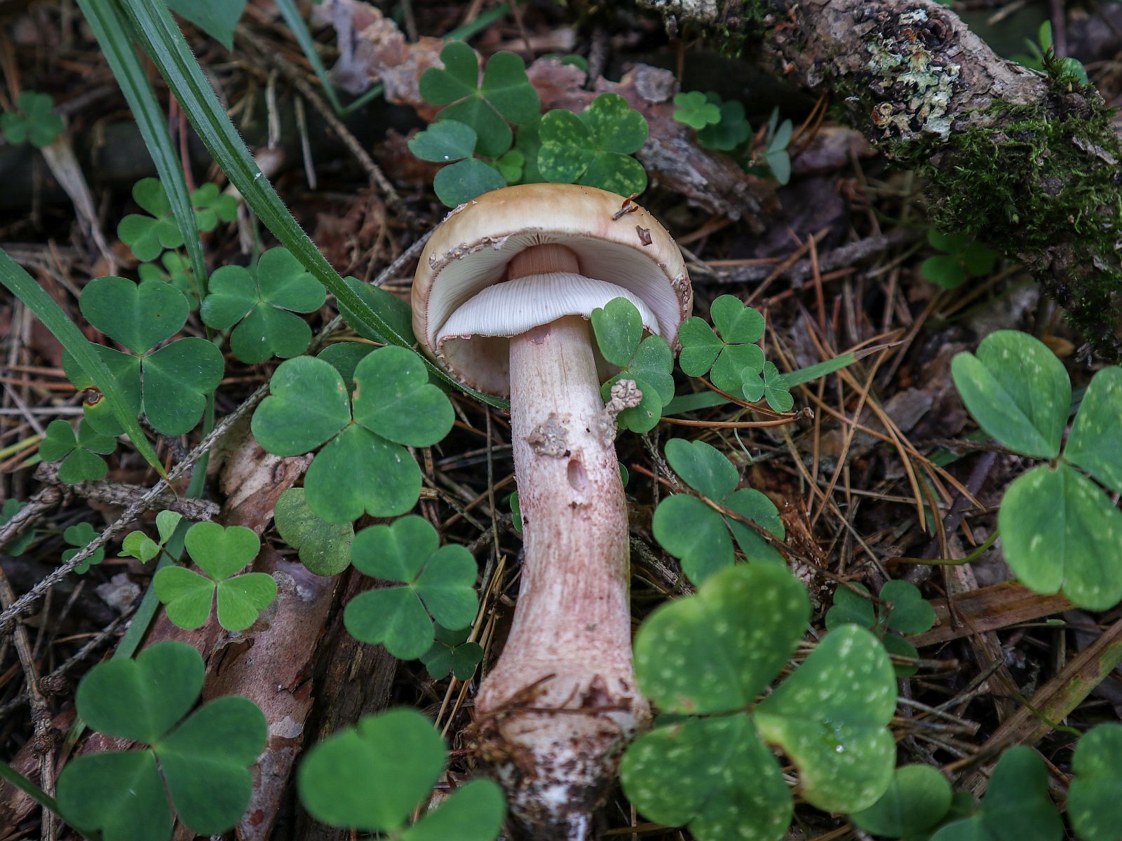Amanita rubescens – Мухомор краснеющий (серо-розовый)
