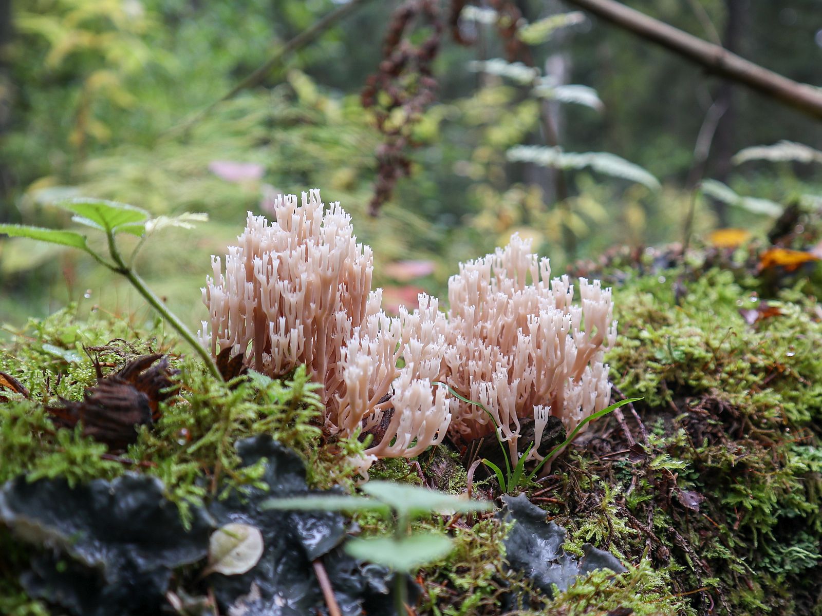 Artomyces pyxidatus GVE 20220728