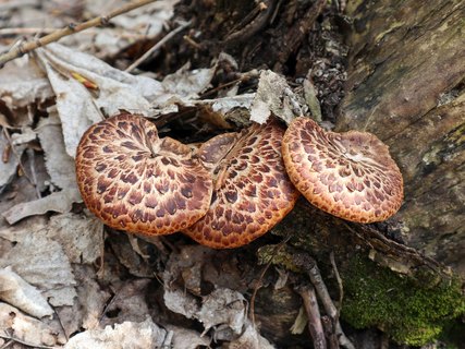 Cerioporus squamosus – Трутовик чешуйчатый (Пестрец)