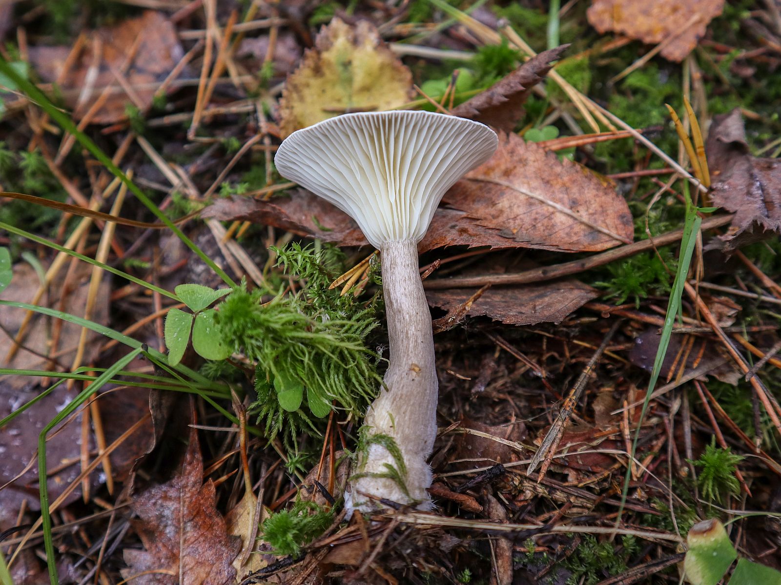 Ampullolitocybe clavipes – Говорушка булавоногая
