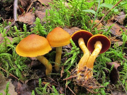 Cortinarius semisanguineus