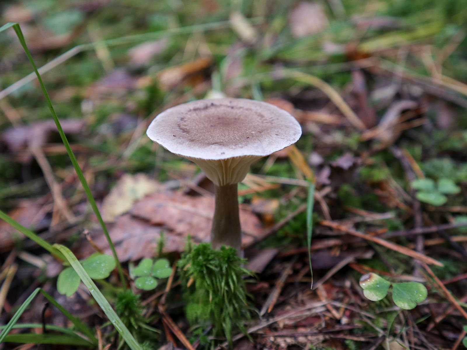 Ampullolitocybe clavipes – Говорушка булавоногая