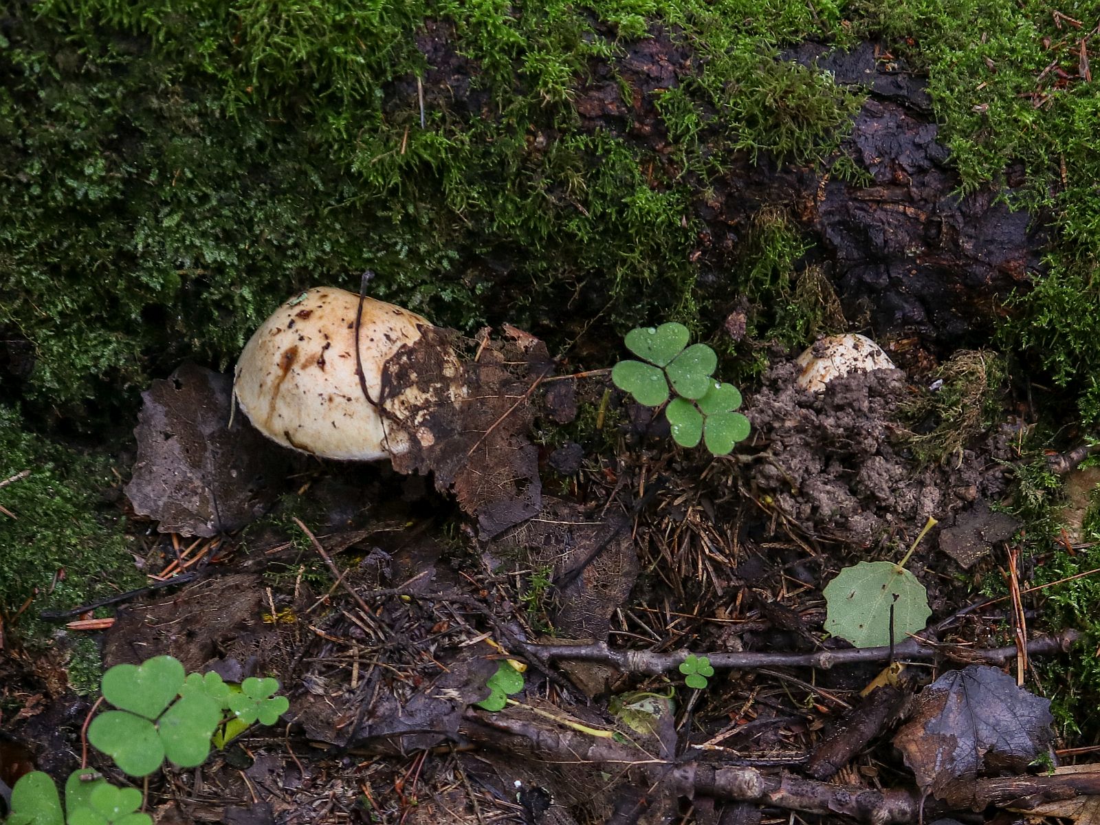 Cortinarius argutus