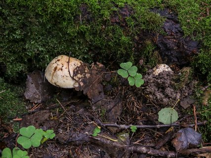 Cortinarius argutus