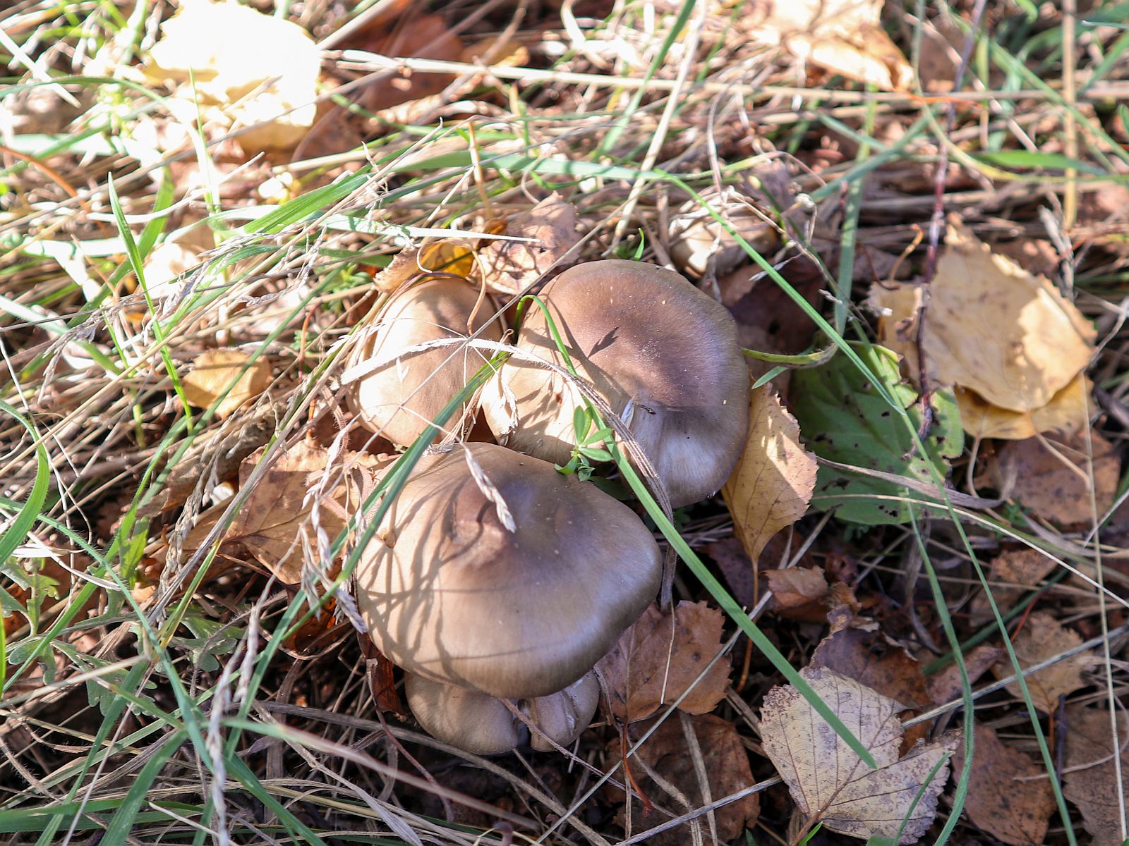 Entoloma lividoalbum