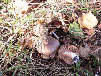Entoloma lividoalbum