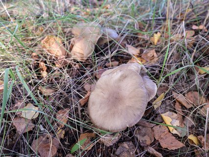 Entoloma lividoalbum