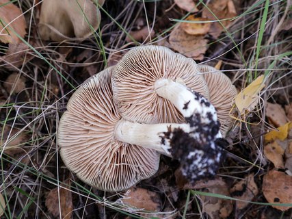 Entoloma lividoalbum