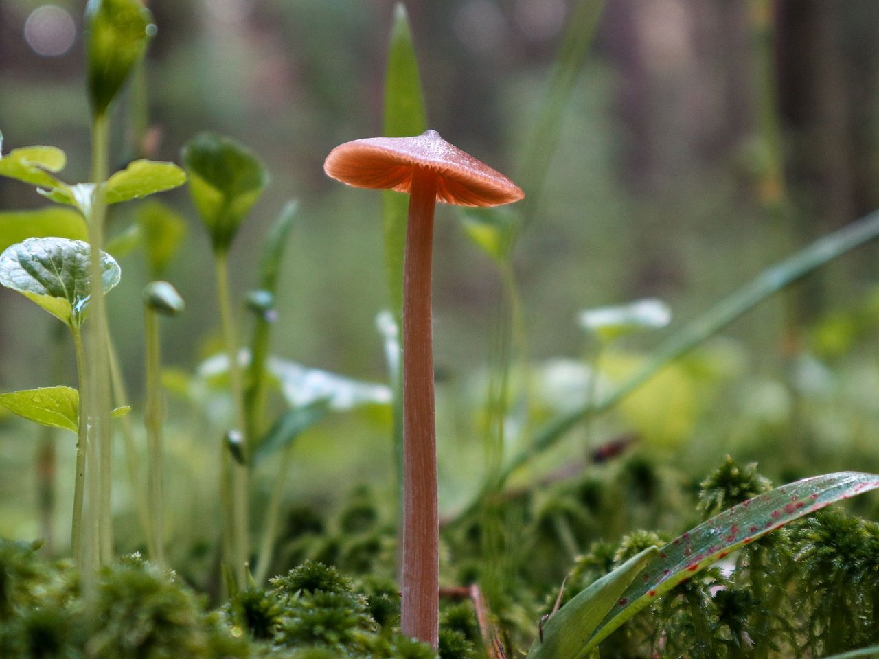 Entoloma pallescens
