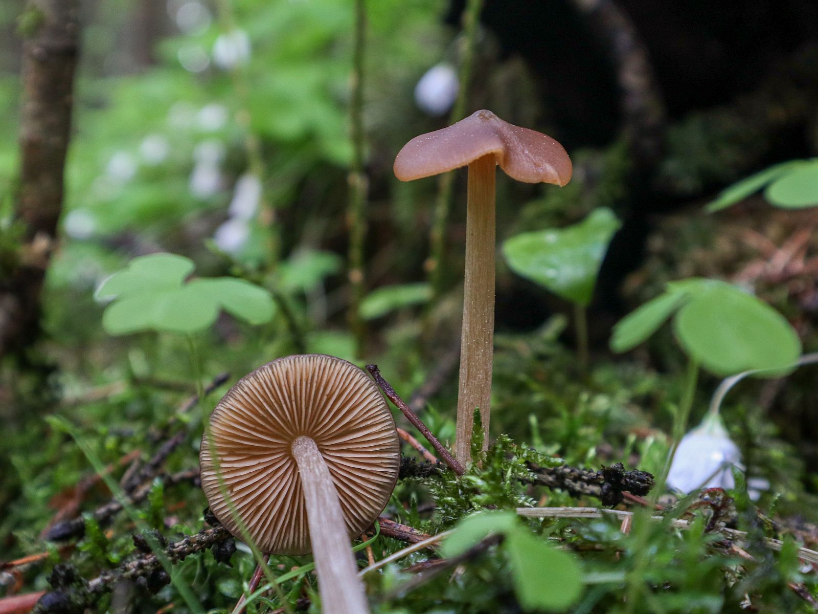 Entoloma pallescens